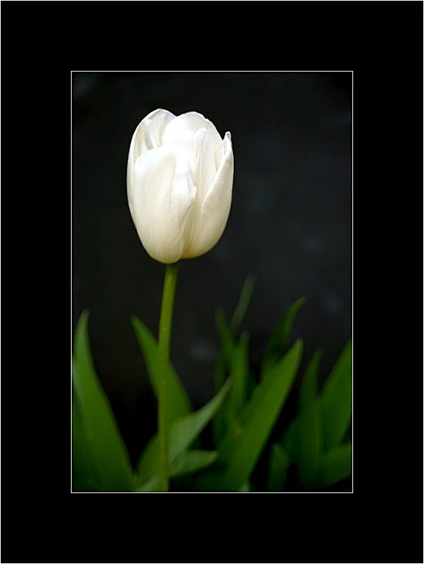 White Tulip No. 3