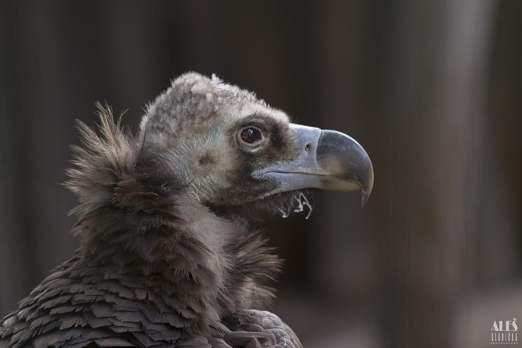 cinereous vulture (Aegypius monachus)