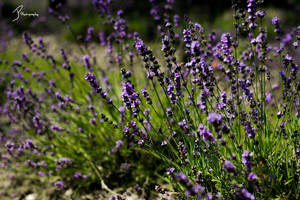 Lavender