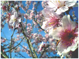 Sakura Flower I