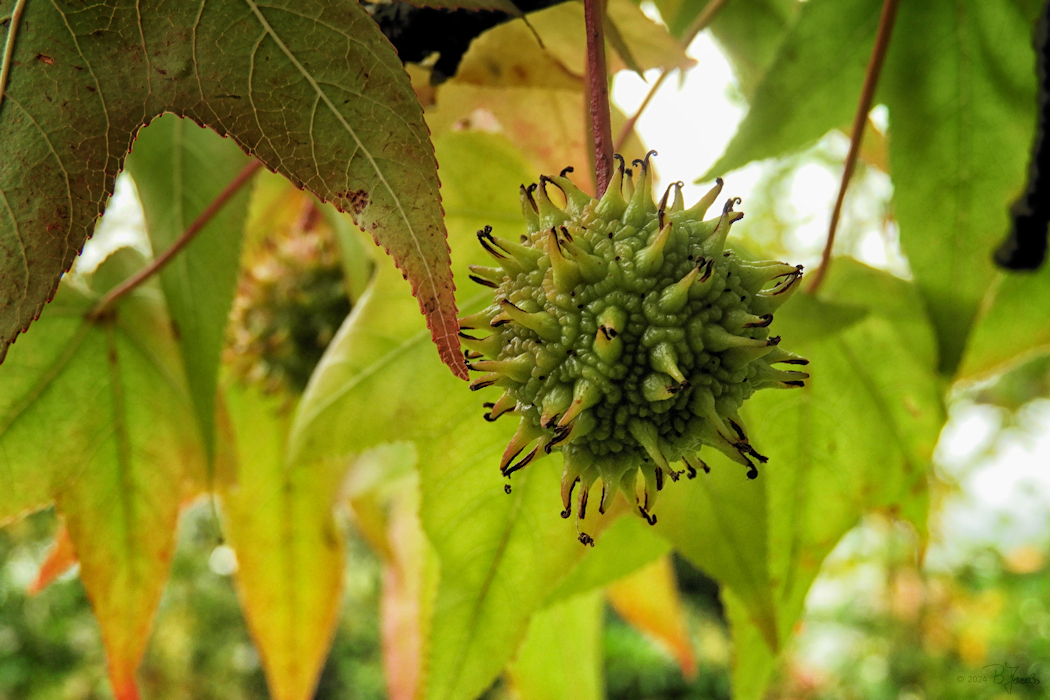 Fruit of the American Sweetgum Tree