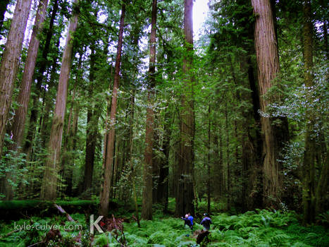 Entering The Red Woods