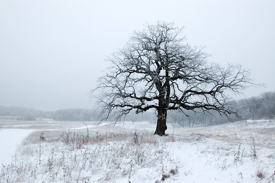 frosty oak