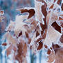 frosted leaves