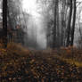 Autumn Fog