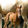 Foal stock