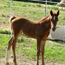 Foal stock