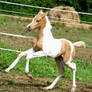 Foal stock