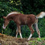 foal stock