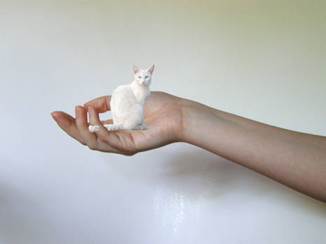 Mini Cat