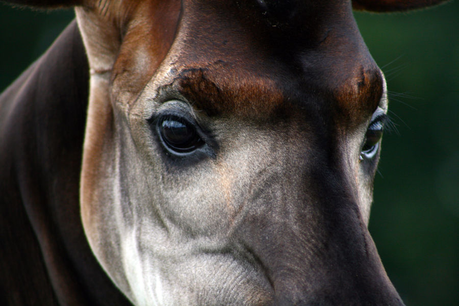 Okapi eyes by DuskMagpie on DeviantArt