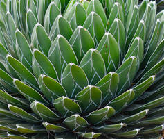 Cactus: Queen Victoria Agave