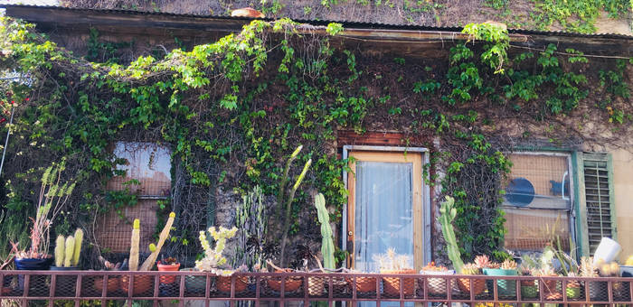 Cactus Balcony