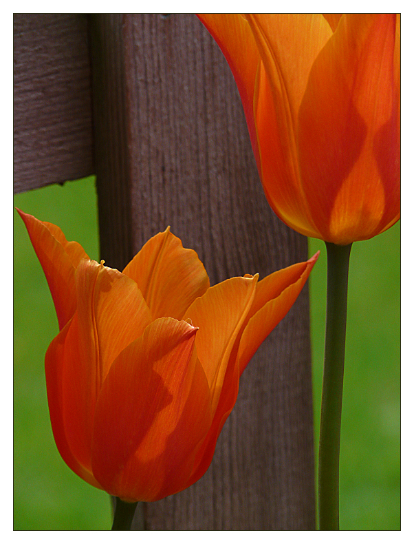 Teahouse Tulips