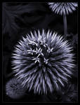 Globe Thistle by Bogbrush