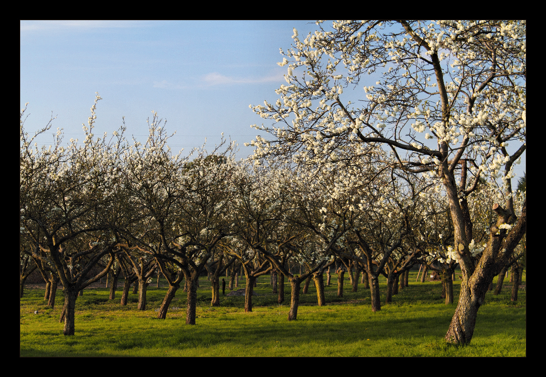 Plums to Come