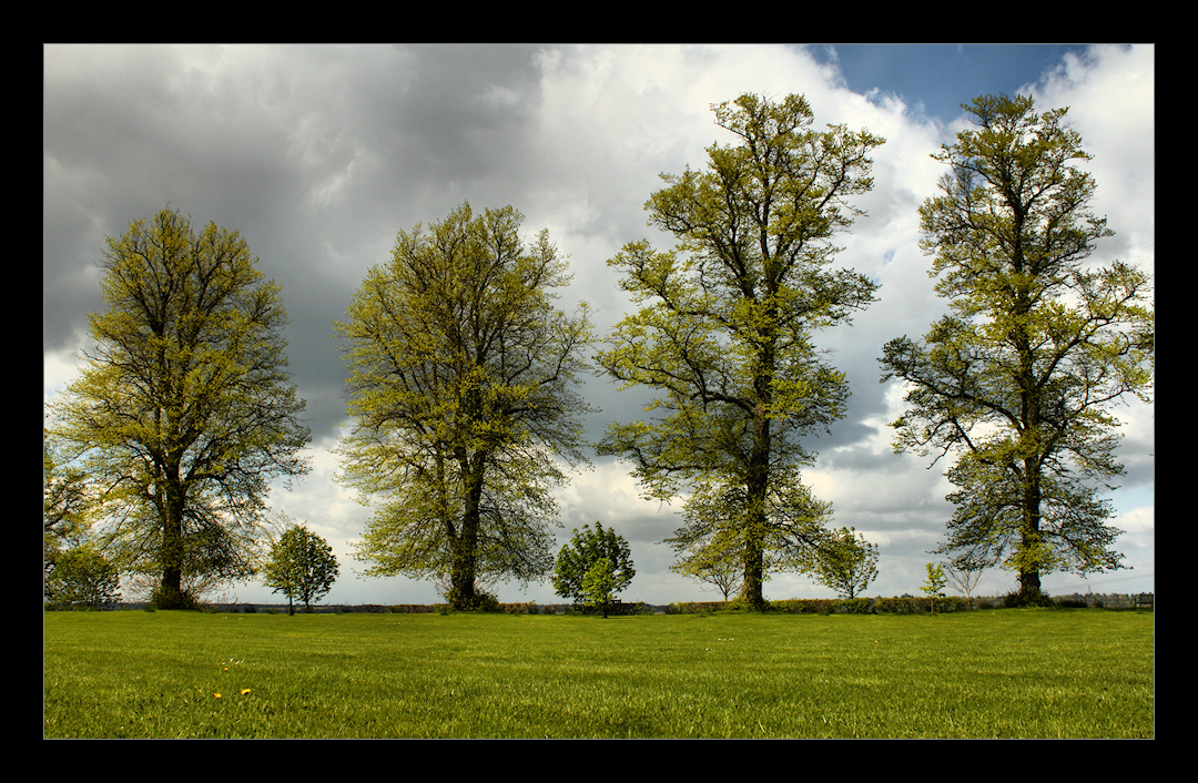 Four Trees