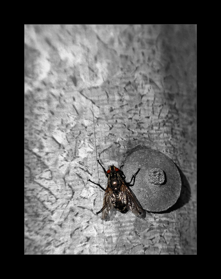 Red Eye Fly