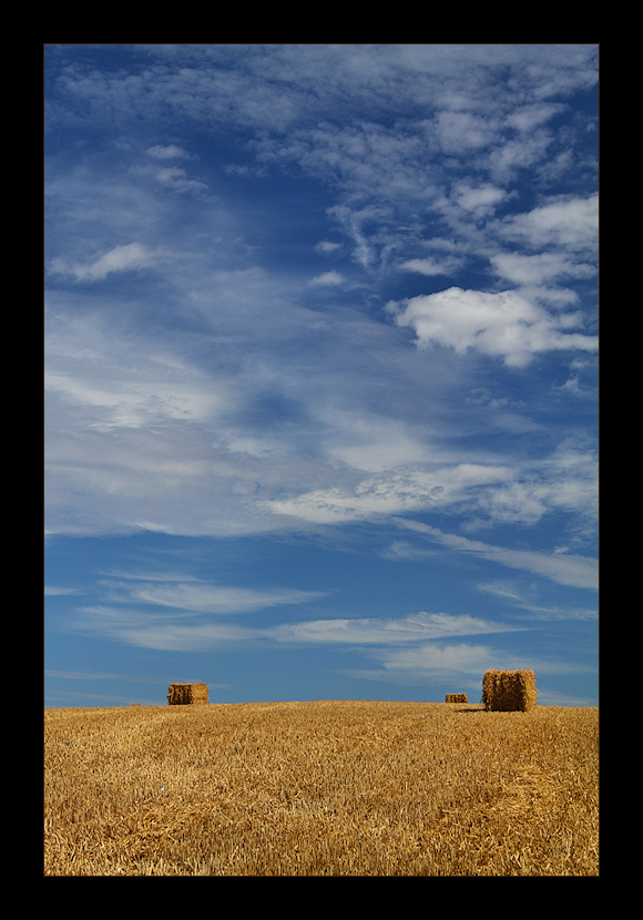 Summer Harvest