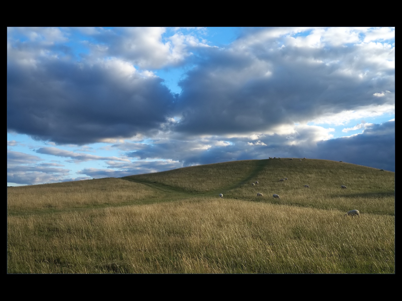 Sheep May Safely Graze