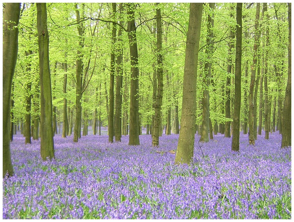 So Blue, the ground by Bogbrush