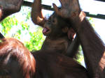 Baby Orangutan by Leighp1