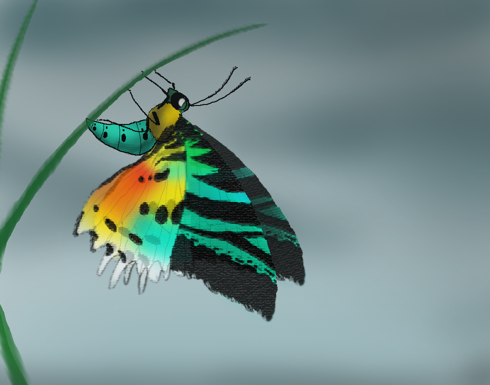 Sunset Moth