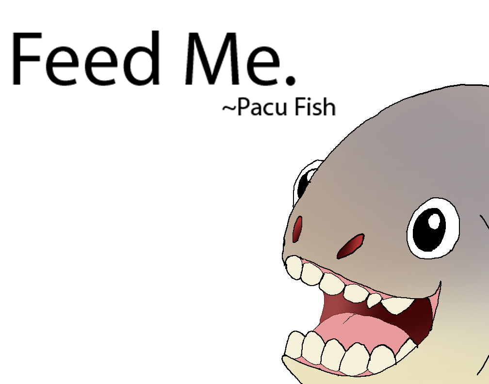Pacu Fish by Rotommowtom on DeviantArt