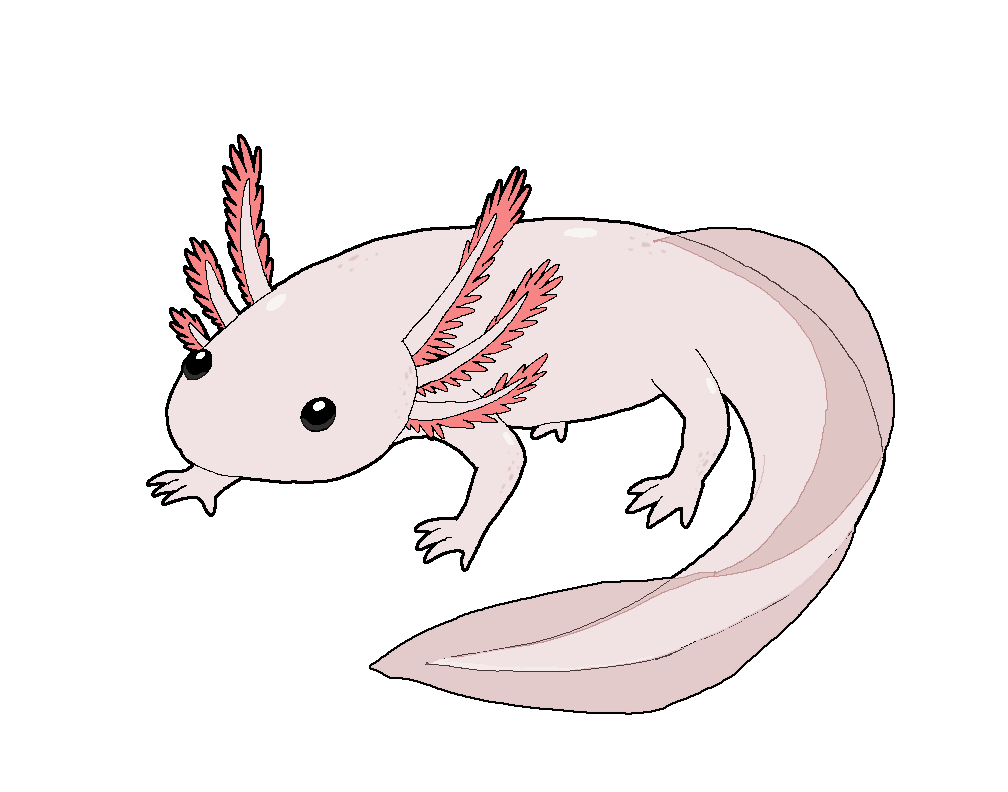 Axolotl Realistic Drawing