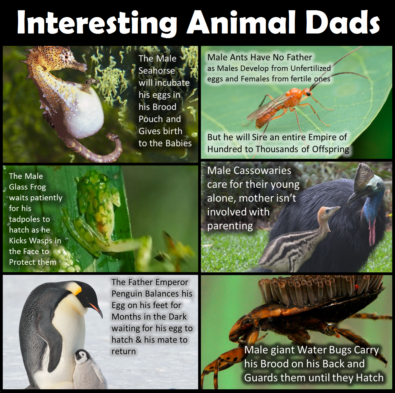 Random Fun Facts! - Insteresting Animal Dads by Rotommowtom on DeviantArt Random Fun Facts! - Insteresting Animal Dads by Rotommowtom on DeviantArt