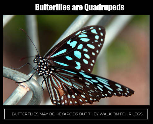 Random Stuff - Butterflies are Quadrupeds