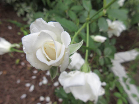 White Rose