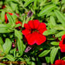 Red Flowers of Safeway