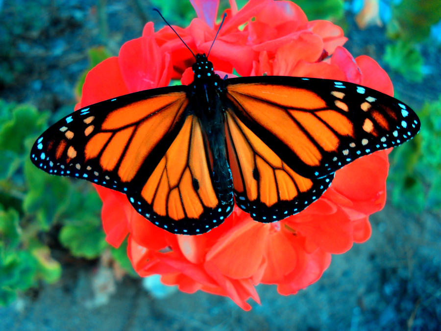 Optilux Deviantart Butterfly-A by OPTILUX on DeviantArt