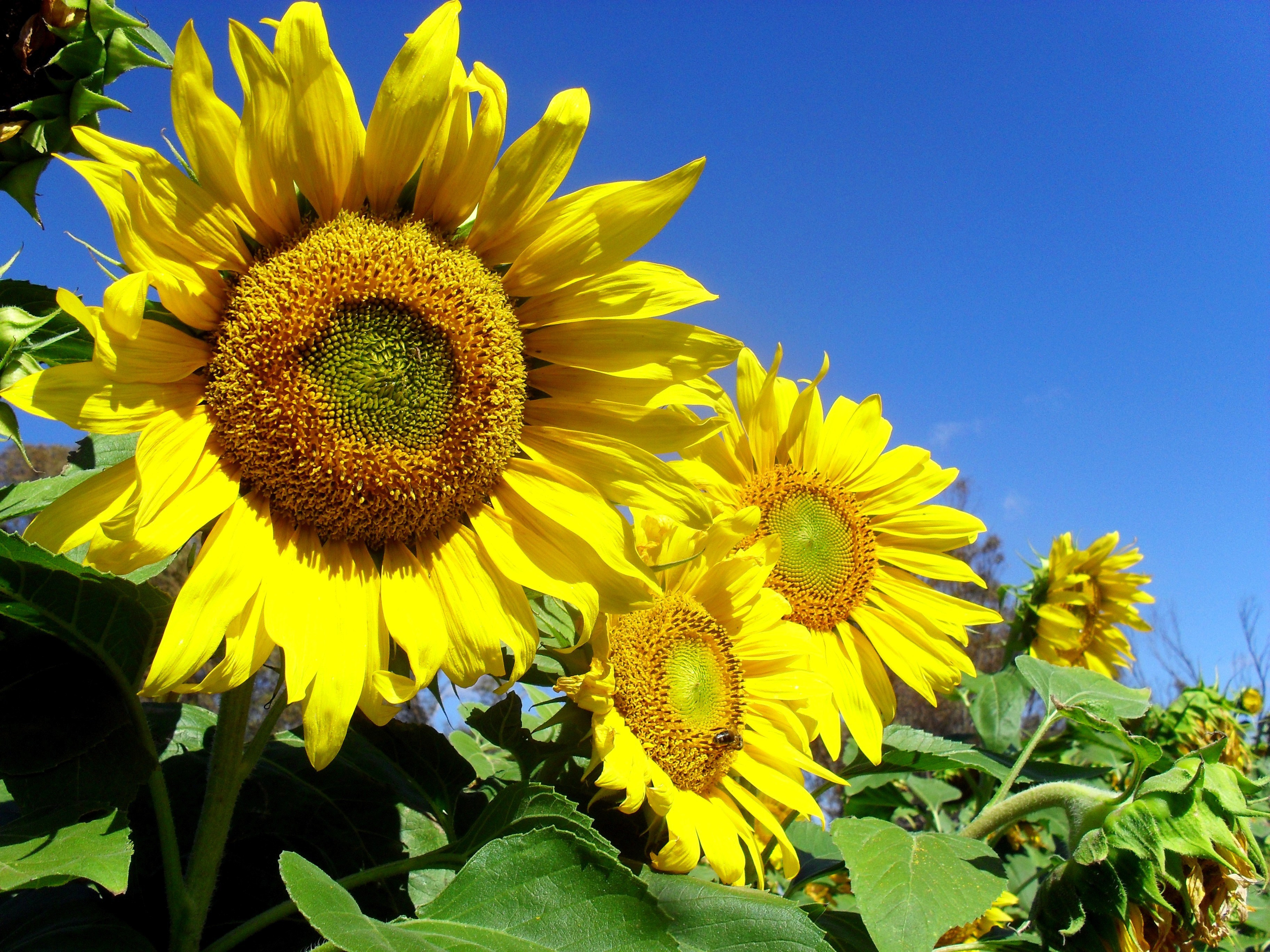 Apollo flowers