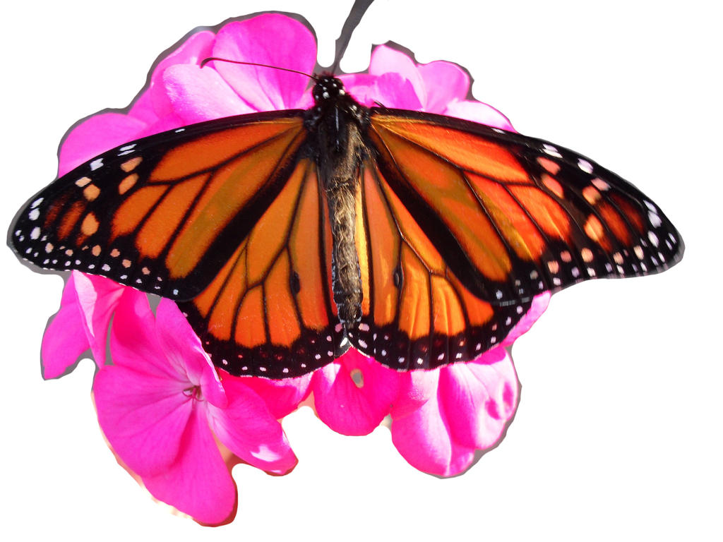 Optilux Deviantart Butterfly cutout by OPTILUX on DeviantArt