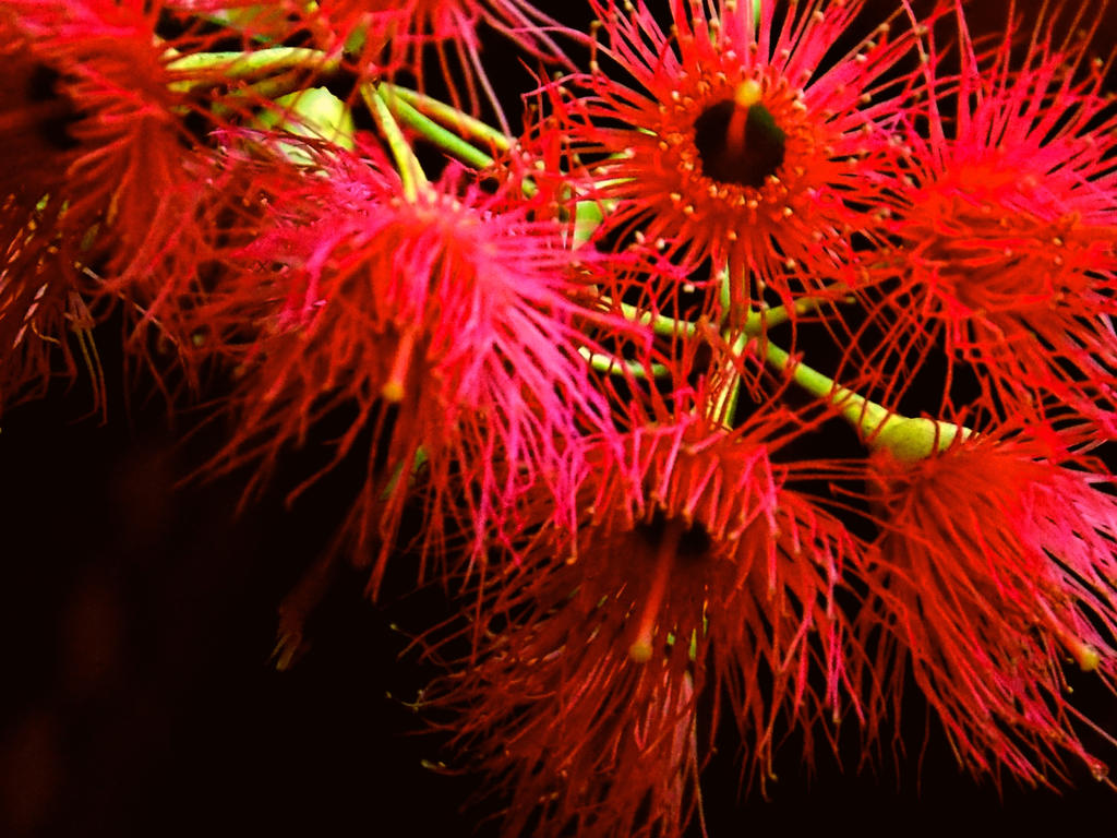 Optilux Deviantart Eucalyptus Flower by OPTILUX on DeviantArt