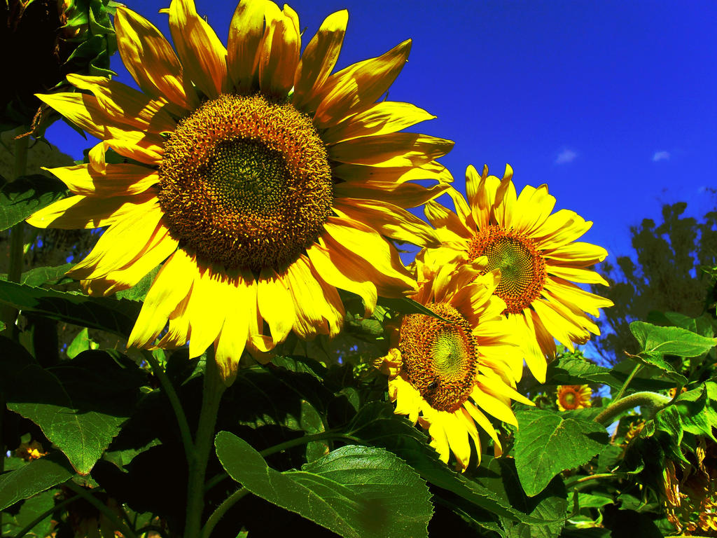 Optilux Deviantart Sunflowers-SF by OPTILUX on DeviantArt