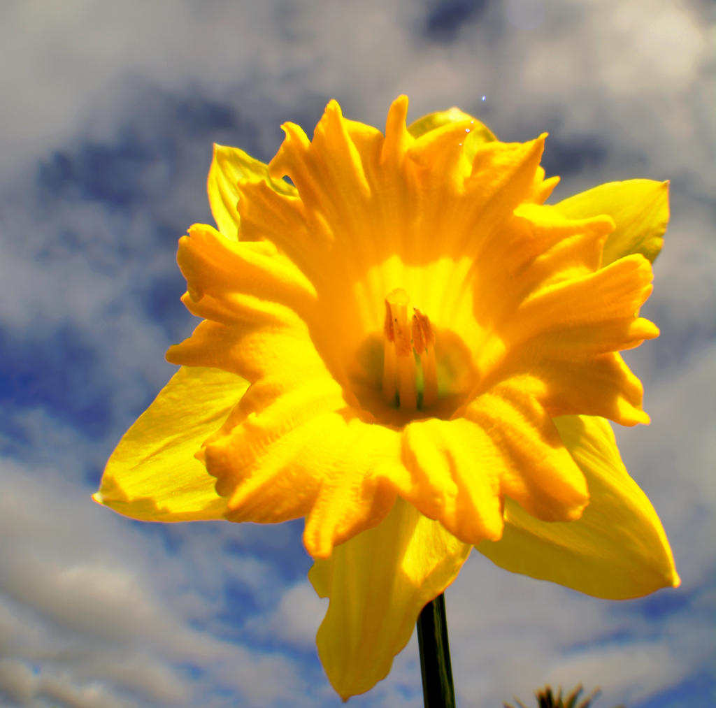 Optilux Deviantart Dafodil Day by OPTILUX on DeviantArt