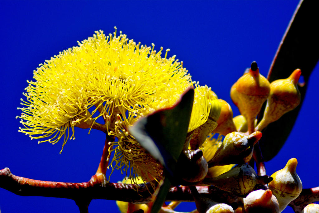 Optilux Deviantart Eucalyptus Yellow by OPTILUX on DeviantArt