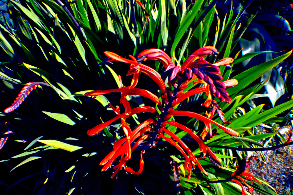 Optilux Deviantart Flower-O by OPTILUX on DeviantArt