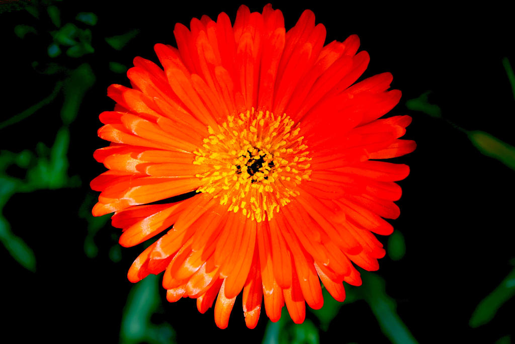 Optilux Deviantart Orange Flower by OPTILUX on DeviantArt