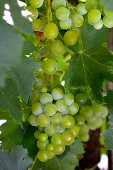Muscatel Grapes
