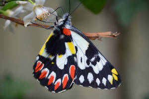 Butterfly Orange Blossom