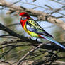 Rosella Victoria