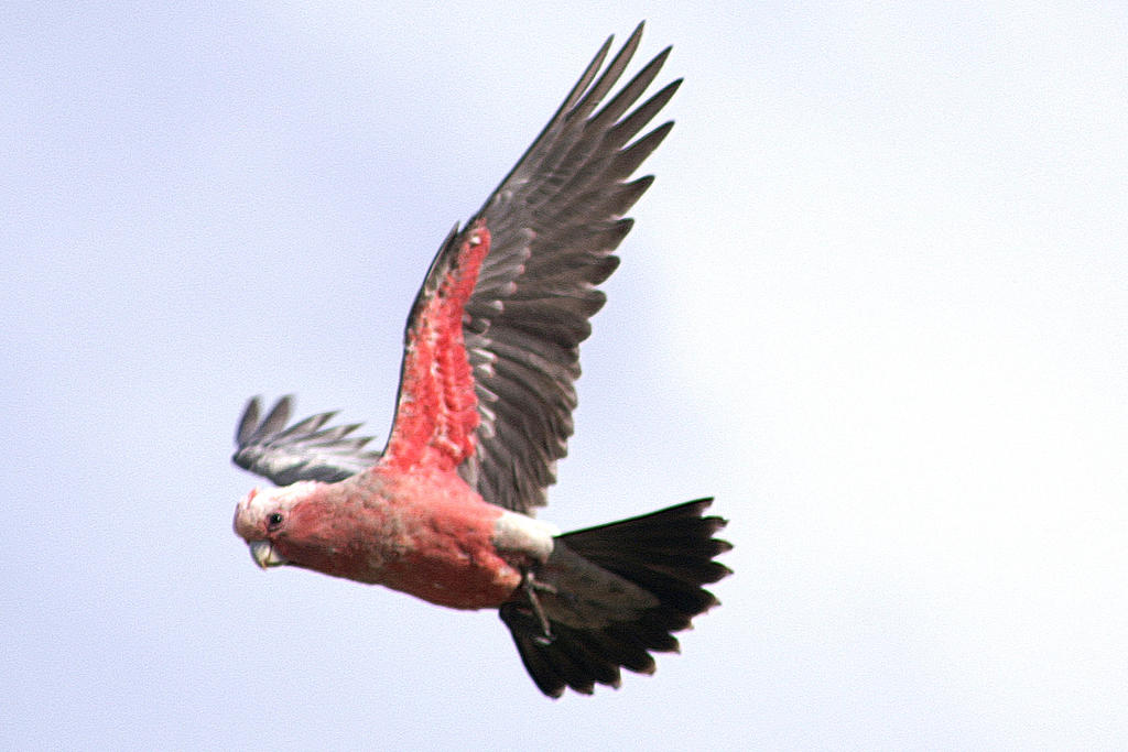 Optilux Deviantart Galah Parrot flying by OPTILUX on DeviantArt