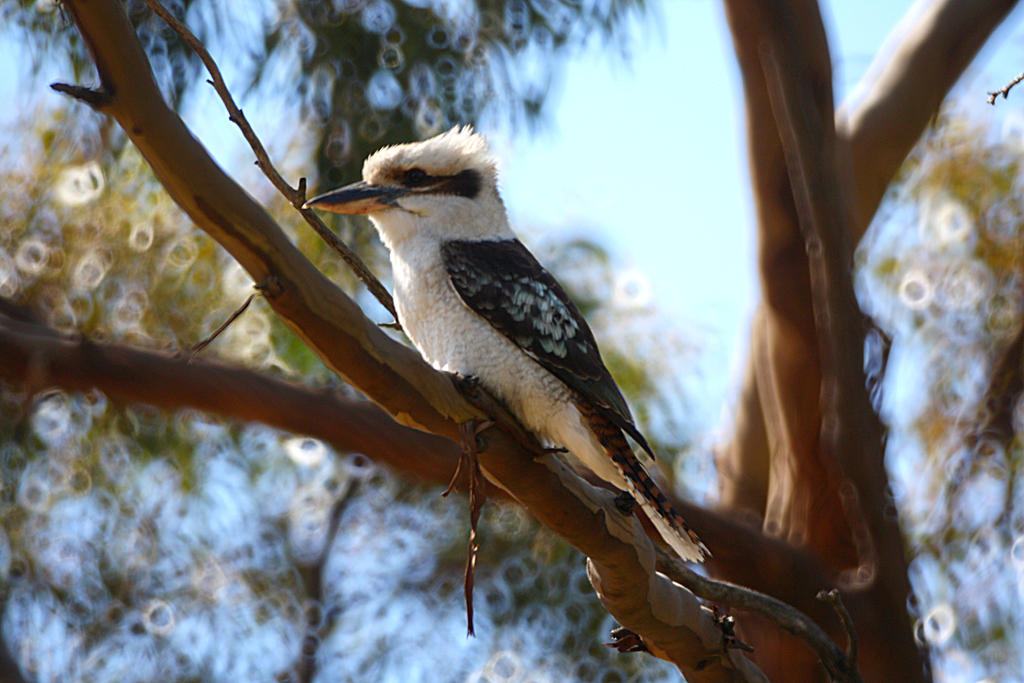 Optilux Deviantart Kookaburra-II by OPTILUX on DeviantArt