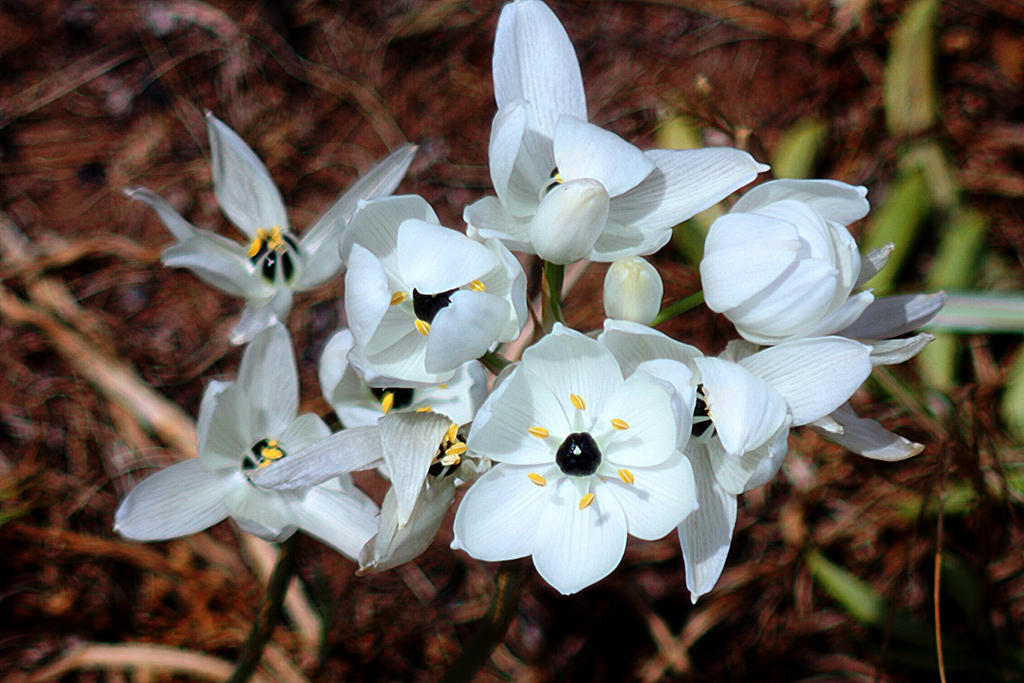 Optilux Deviantart Wildflower-VW by OPTILUX on DeviantArt
