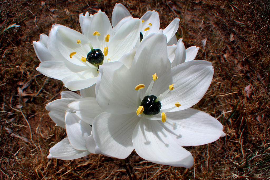 Optilux Deviantart Wildflower-WE by OPTILUX on DeviantArt