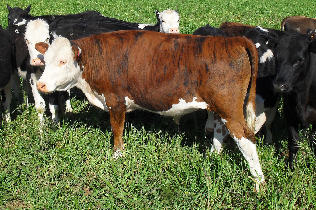 Optilux Deviantart Cattle-E by OPTILUX on DeviantArt